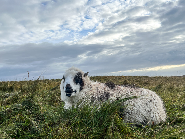 Today’s Sheep | My Shetland