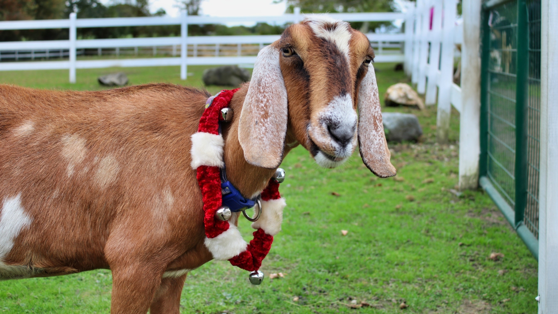 West Place Animal Sanctuary to host Holiday Shop & Stroll Nov. 24 - 26