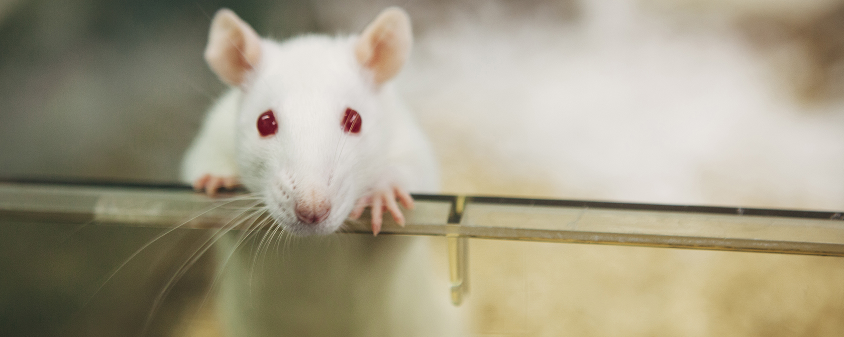 2023’s wins for animals in labs signals a future without animal testing