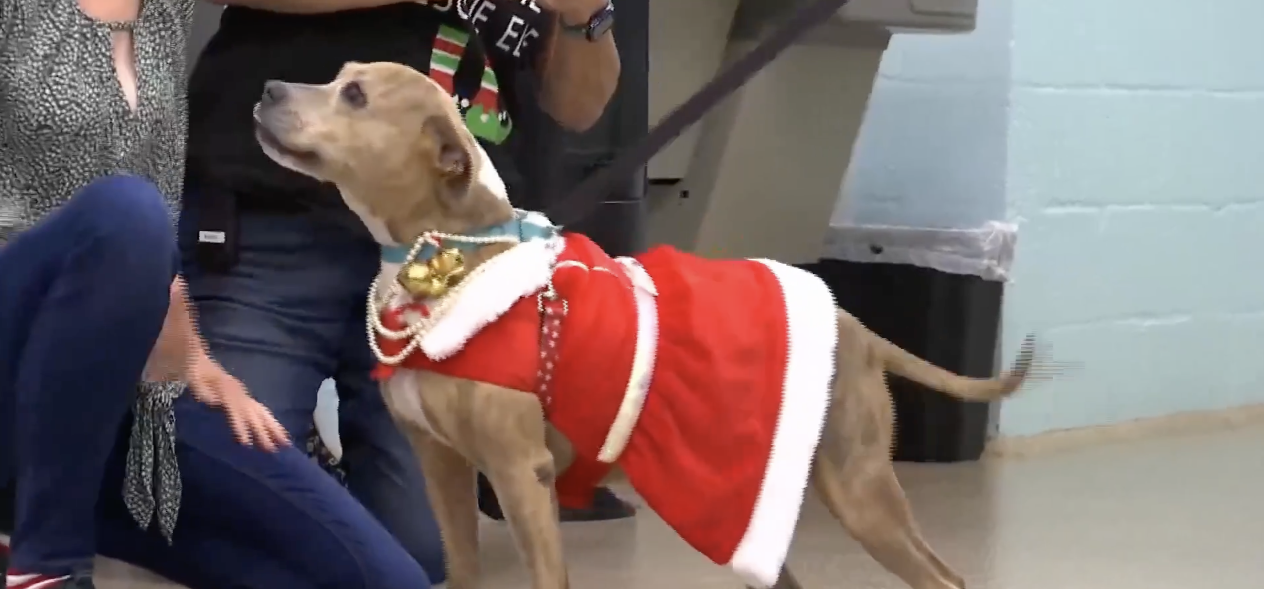 Cape Coral Animal Shelter gives pets presents this Christmas