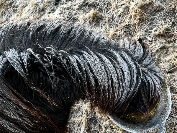 Frosty Ponies | My Shetland