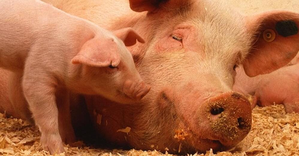 Jack in the Box Releases Promising Statement, Plan to End Crates for Pigs