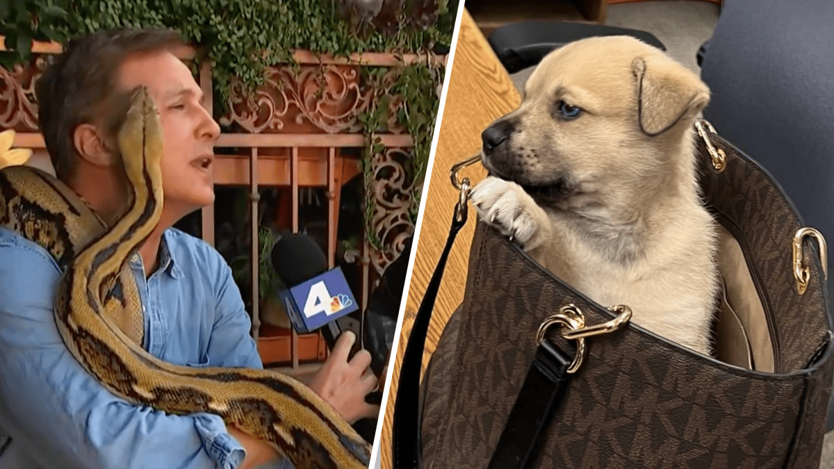 The 10 most captivating animal stories of 2023 in Southern California – NBC Los Angeles