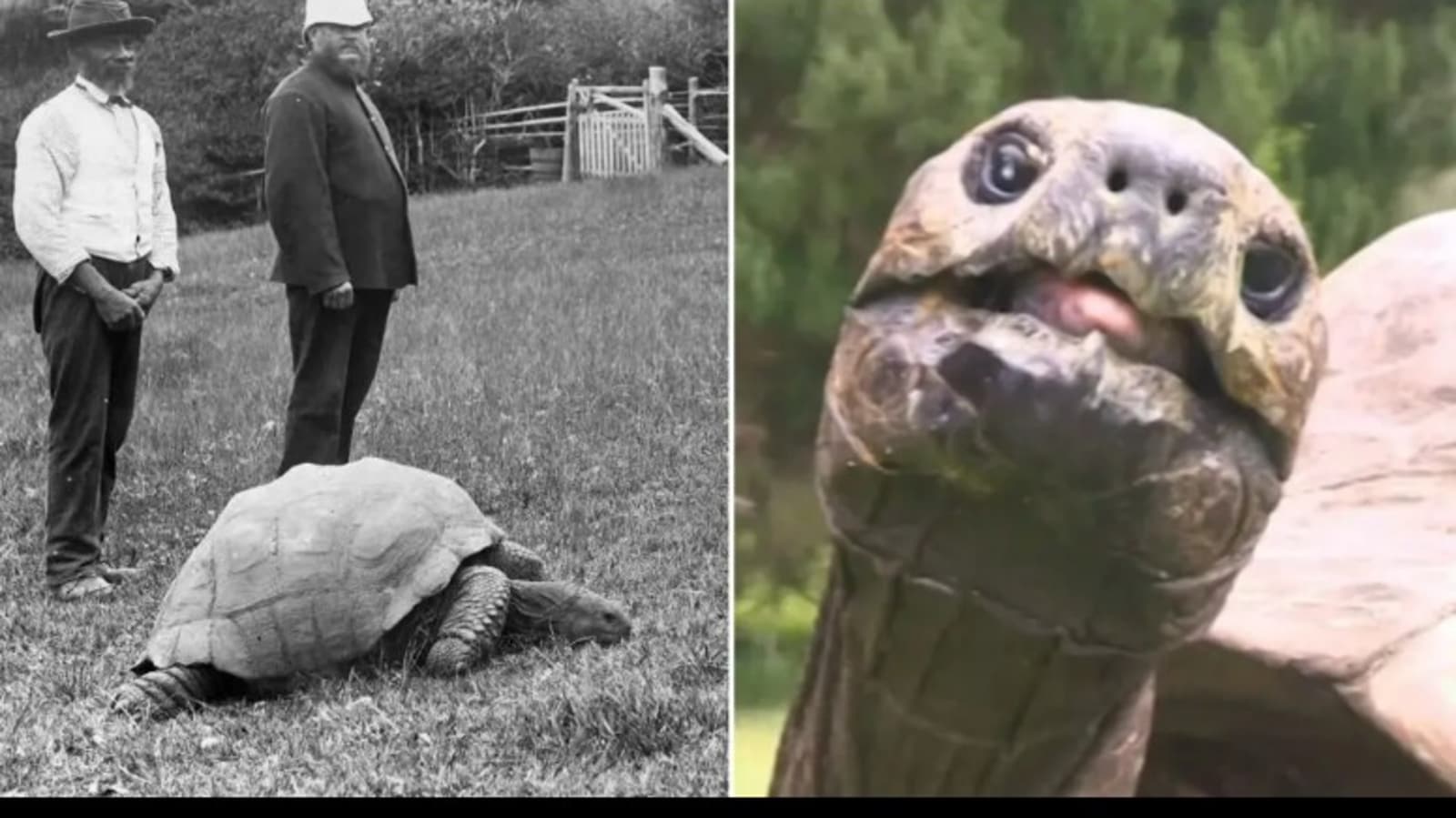 Tortoise becomes world's oldest living land animal as he celebrates 191st b'day | Trending