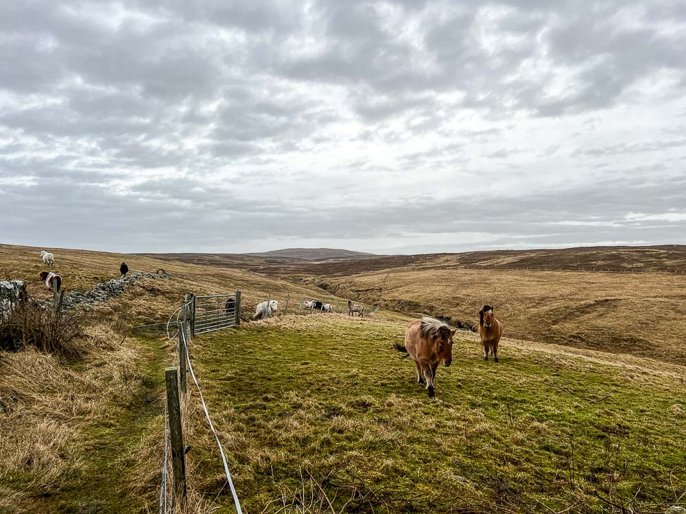 A Brief Thought | My Shetland