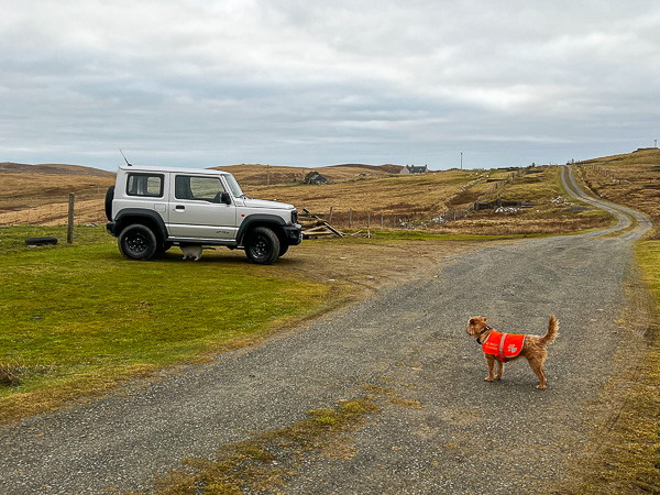 A Usual Cat-Walking Day | My Shetland
