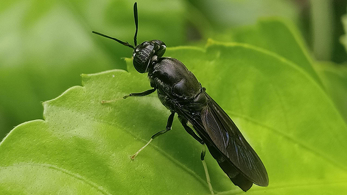 Black Soldier flies; potential source of animal protein – The Island