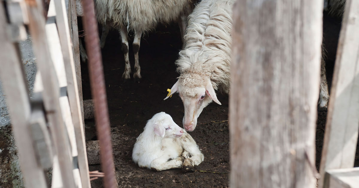 Criminal charges sought by Animal Equality for lamb cruelty