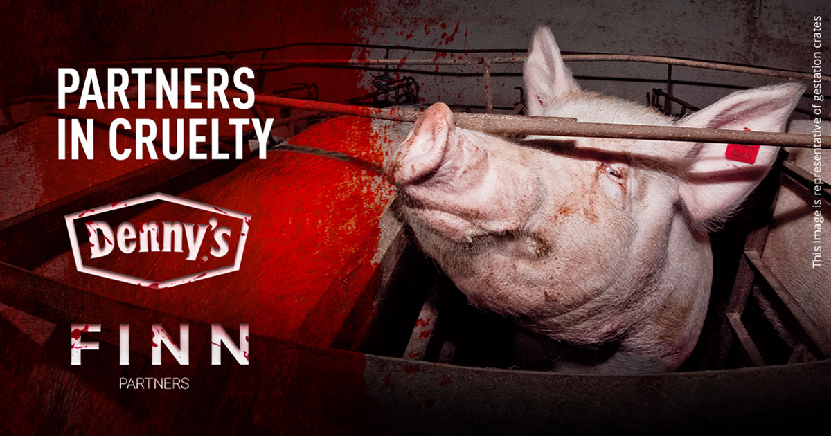 Denny’s and Finn Partners: allies in animal cruelty