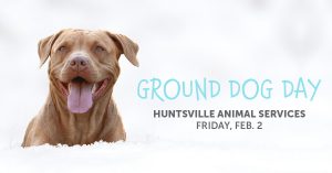 A mixed-breed dog sticks his head above the snow. There is text to the right that reads, "Ground Dog Day"