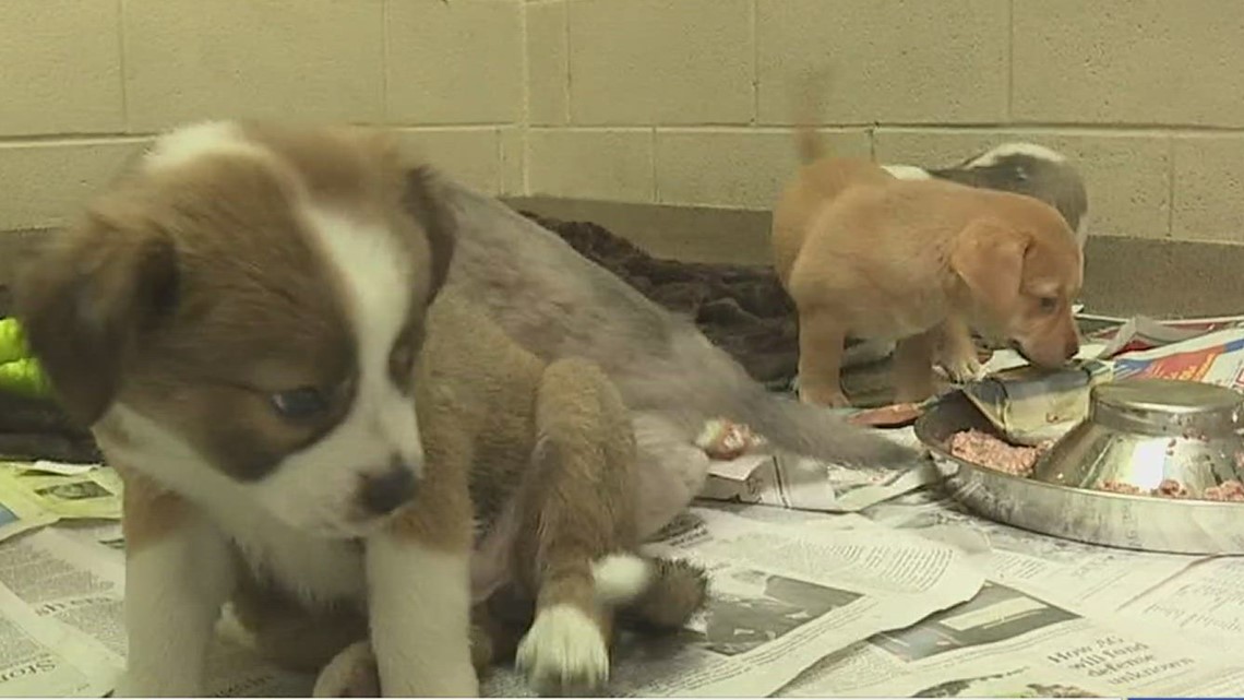 Local animal shelters reach capacity, how you can help