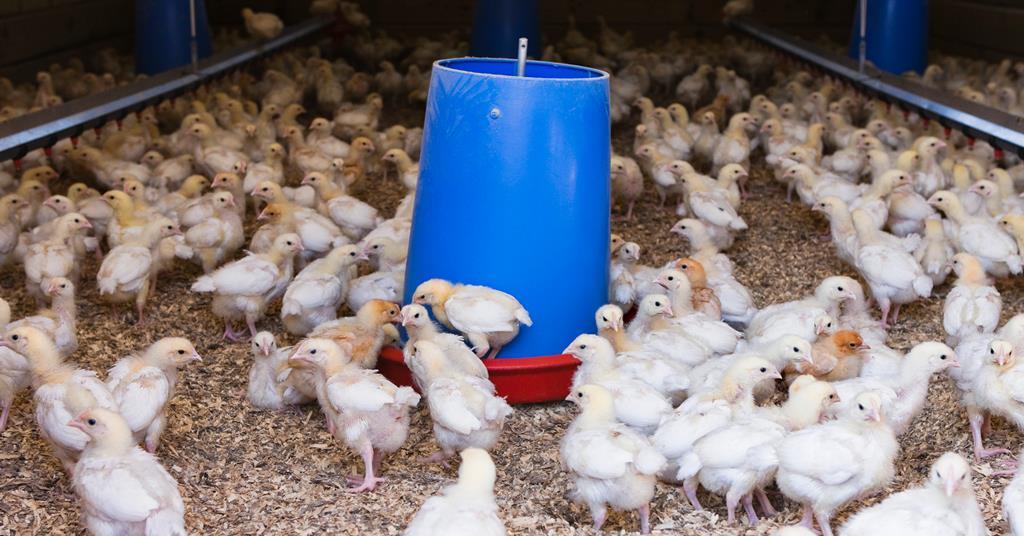 Morrisons cuts chicken stocking densities in animal welfare move | News