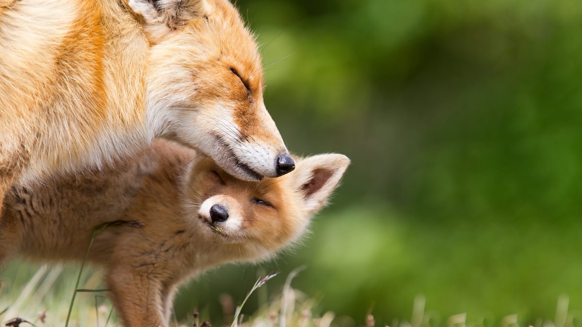 New York Ends Wildlife Killing Contests