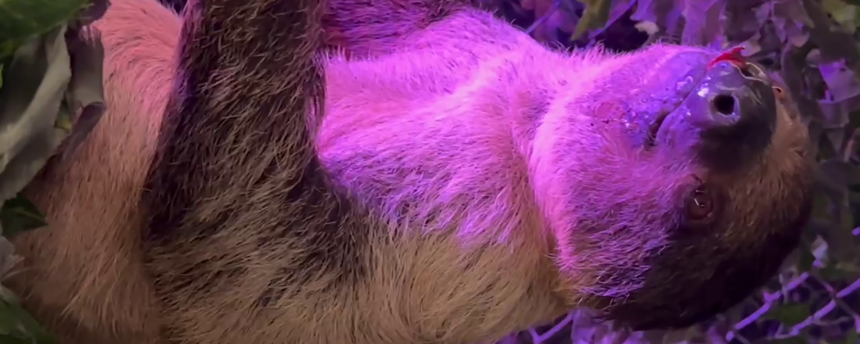 Undercover video of Sloth Encounters shows need for Better CARE for Animals Act