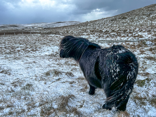 Woke Up To Snow | My Shetland