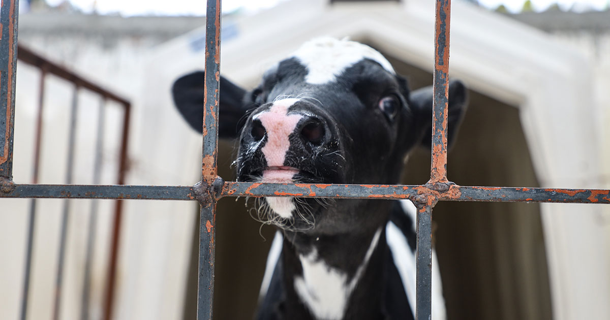 5 ways to defend animals during National Justice for Animals Week