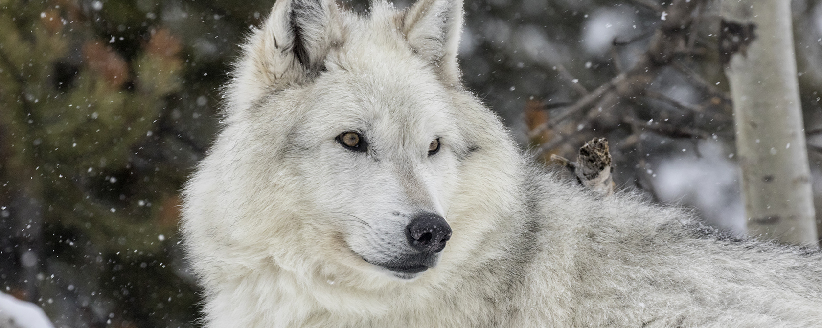 Breaking: US Fish and Wildlife Service fails to protect wolves from state-sanctioned slaughter