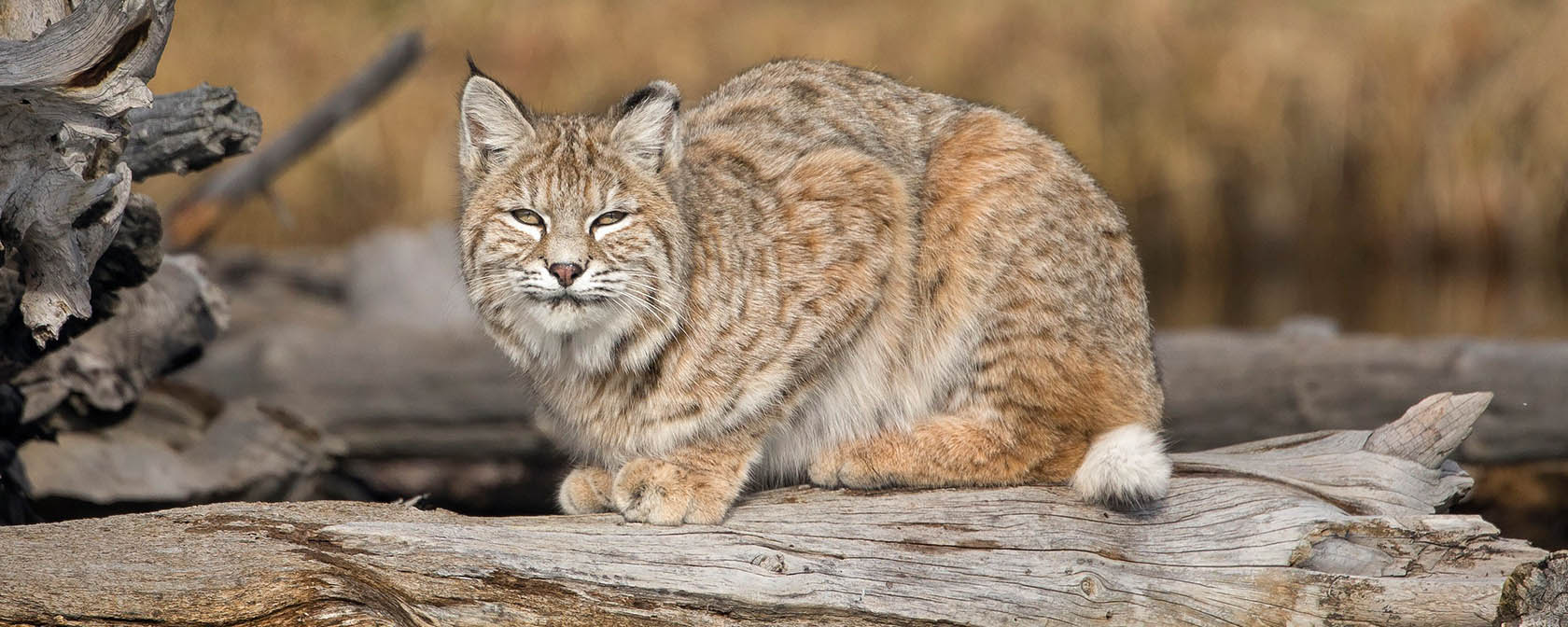 Breaking: U.S. Fish and Wildlife proposes to protect native carnivores on national wildlife refuges