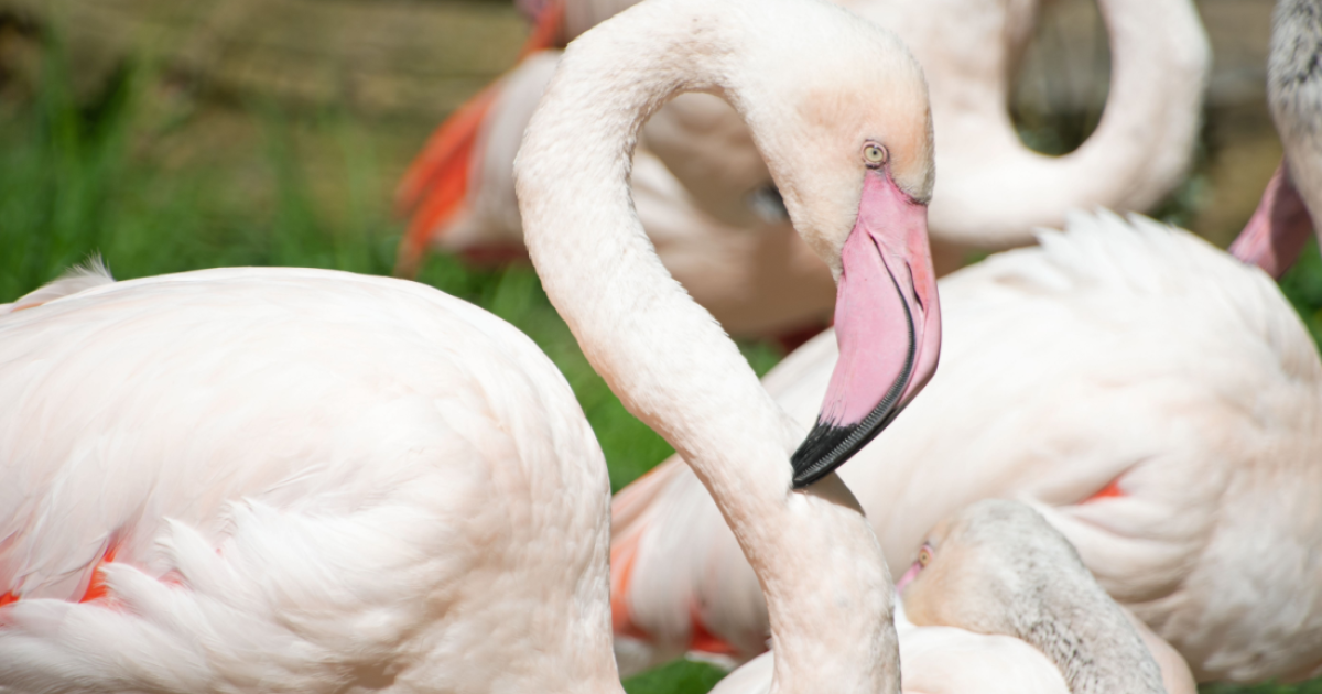 Ingo the flamingo, the oldest animal at Berlin Zoo, dies