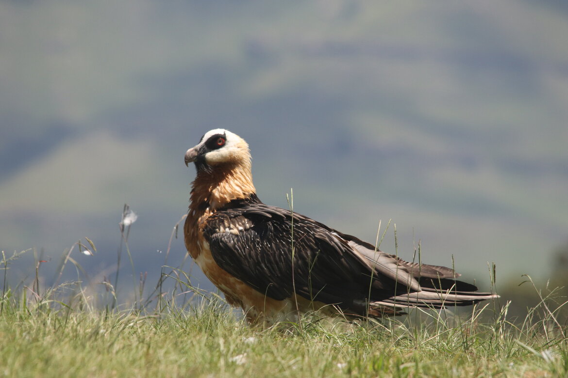 Mzimkulu Vulture Hide Launched in Southern Drakensberg