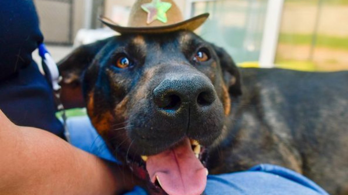 North Texas animal welfare adoption posts record year – NBC 5 Dallas-Fort Worth