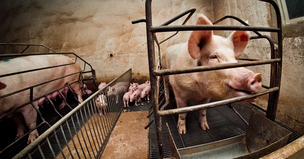 10 things you need to know about pig farming