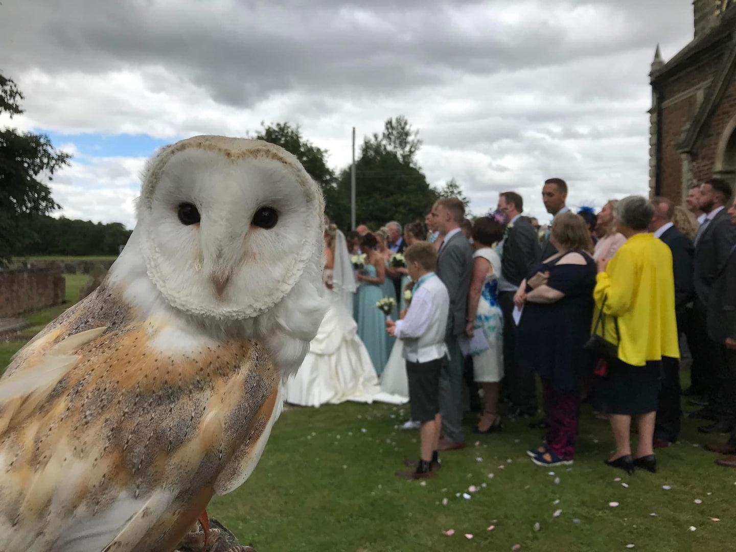 A UK falconer trains owls to deliver rings at wedding ceremonies