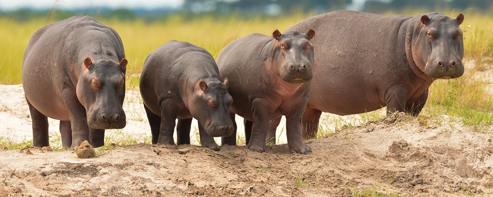 As hippos disappear, U.S. drags its feet on endangered species protections