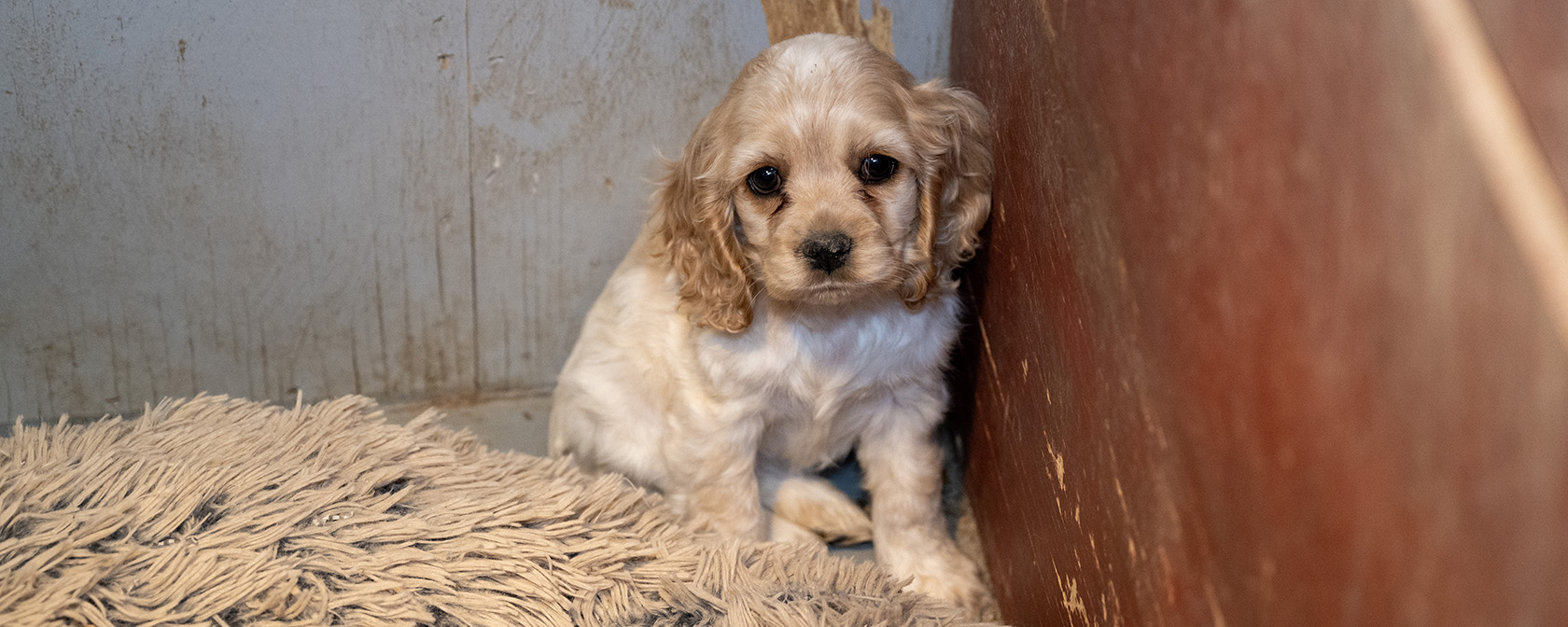 Breaking: Our rescue team saves more than 200 dogs from two Oklahoma puppy mills