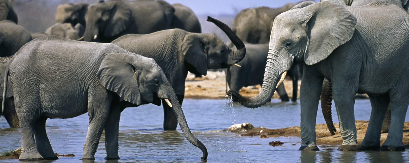Breaking: US Fish and Wildlife Service issues stronger protections for African elephants