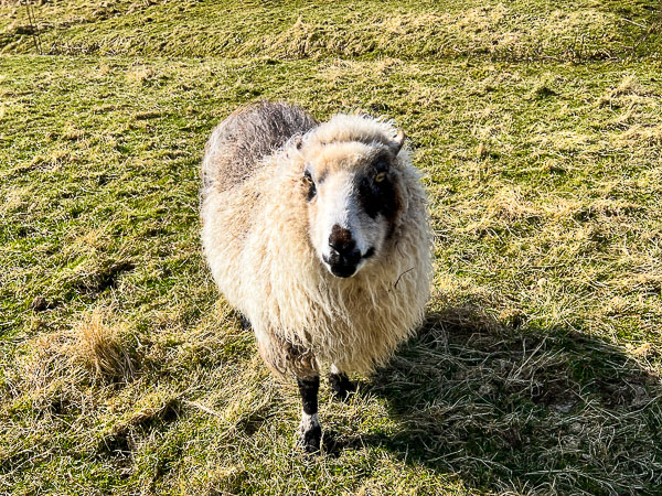Down Hill | My Shetland