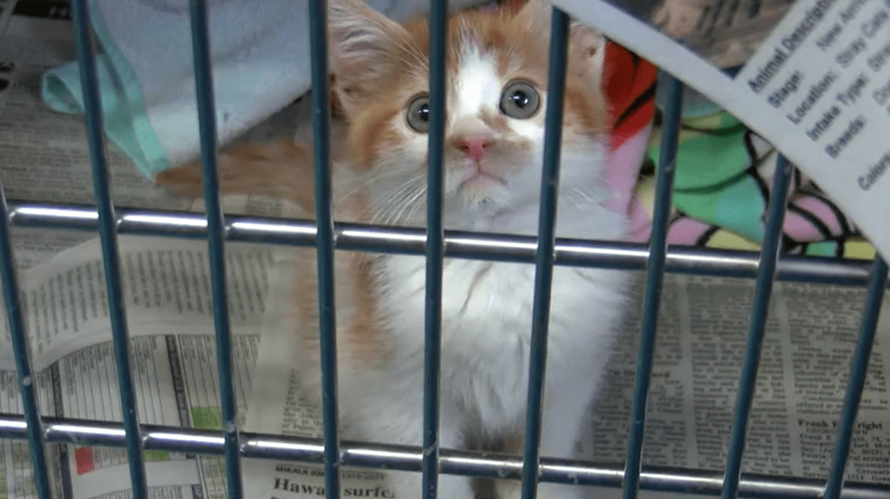 Help needed at Vermilion Co. Animal Shelter ahead of spring influx