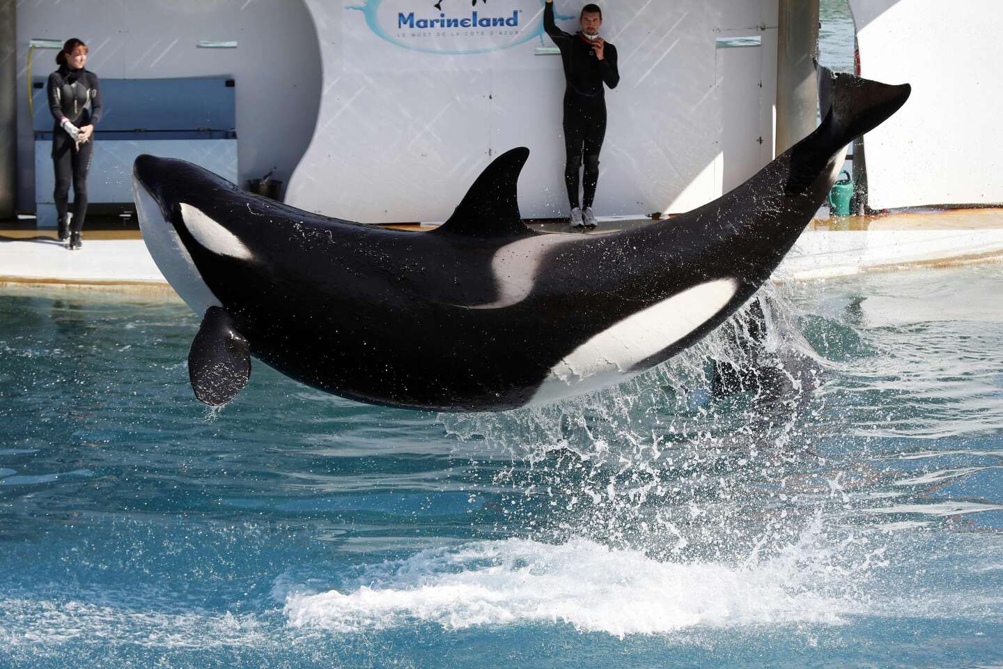 Orca’s death in Europe’s biggest marine park raises questions over animal welfare