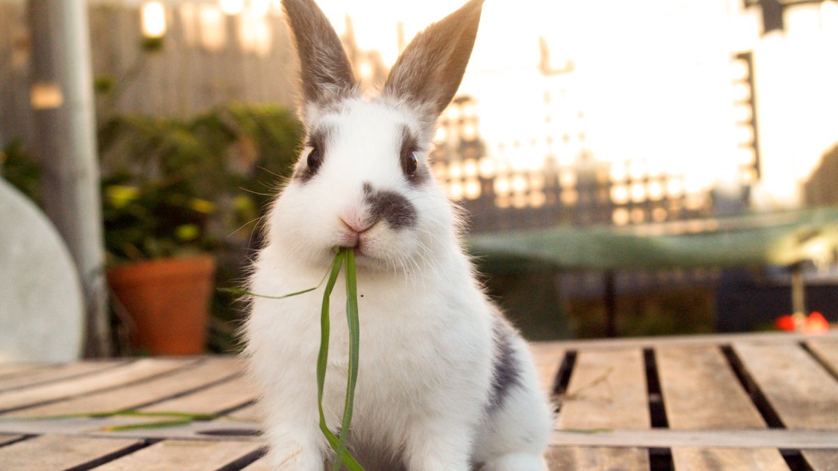 Refrain from giving rabbits as Easter gift, animal advocates urge – NBC Los Angeles