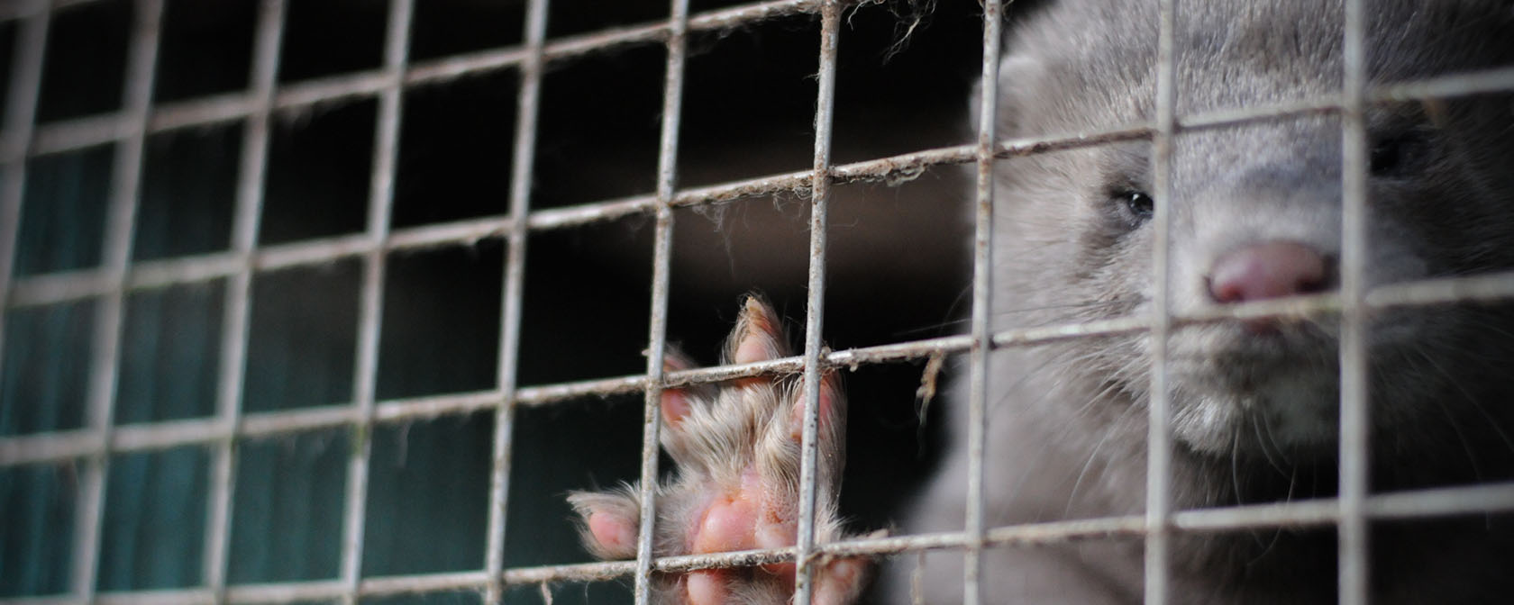 The number of U.S. mink fur farms plummets as consumers reject cruelty