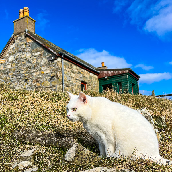 Weird Cat | My Shetland