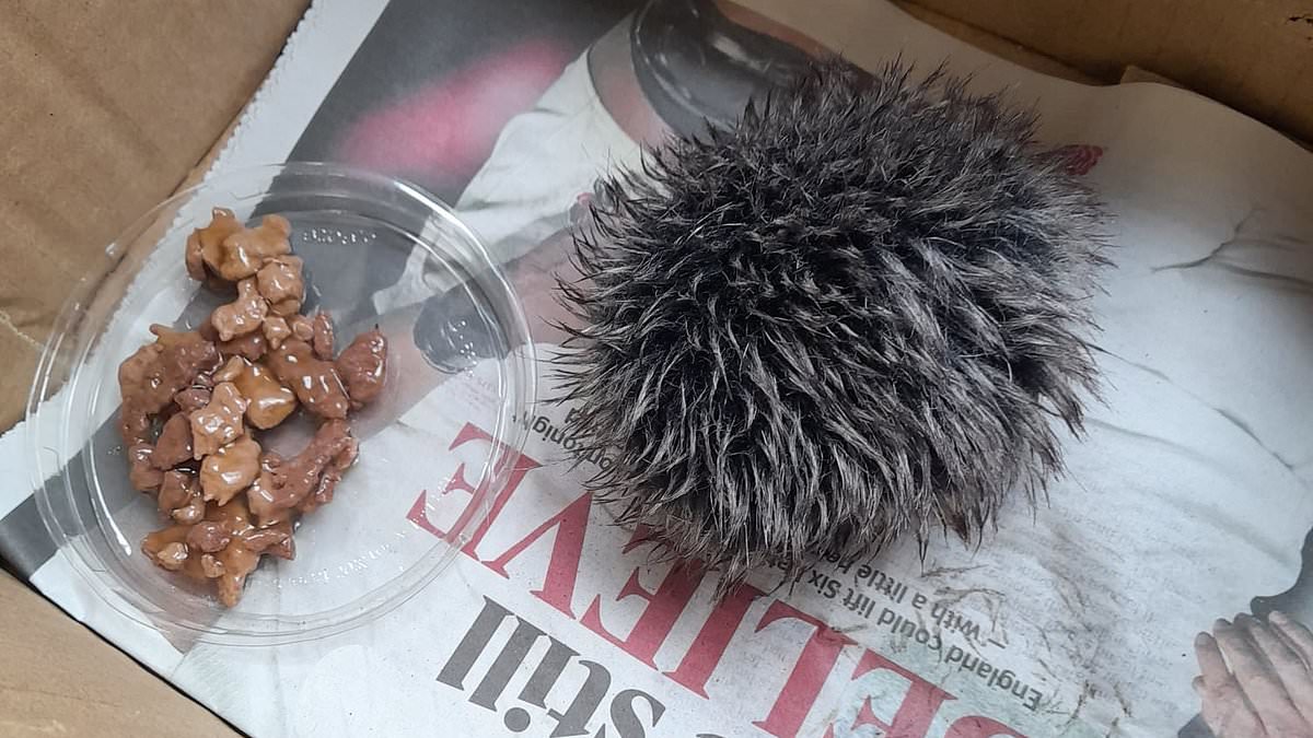 Woman ‘nurses stricken baby hedgehog’ overnight only to ‘discover’ it was a fluffy hat bobble when she took it to an animal hospital