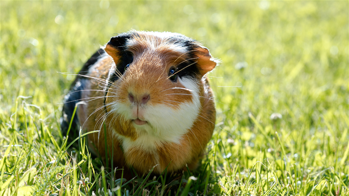 A Colorado animal rescue is now looking for help after rescuing 500 guinea pigs