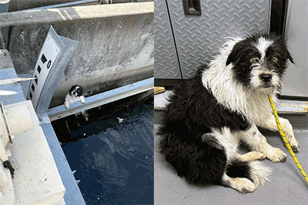 Antioch Animal Services Rescues Dog Stuck in Canal
