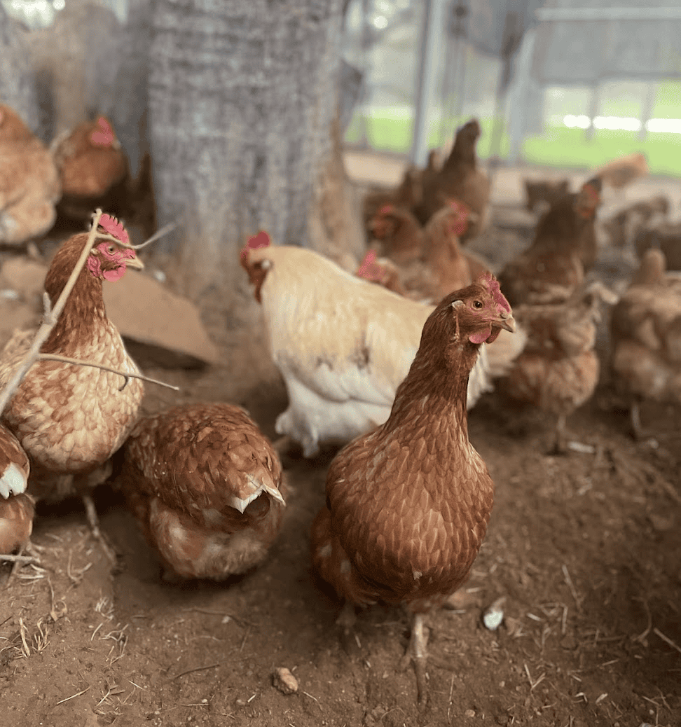 Avian Influenza Alert: Understanding the Risks and Taking Action