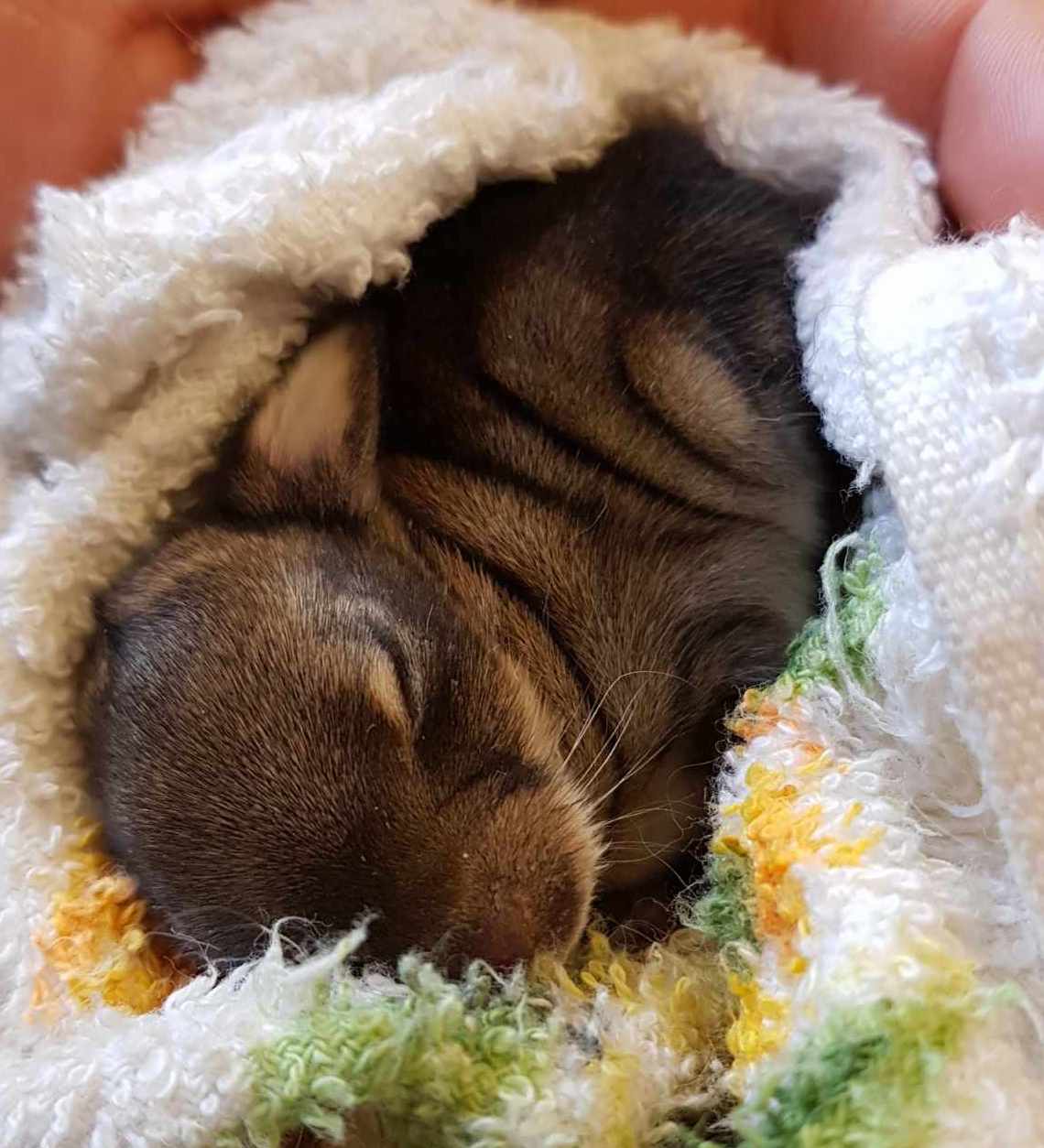 Baby Bunny Update | My Shetland