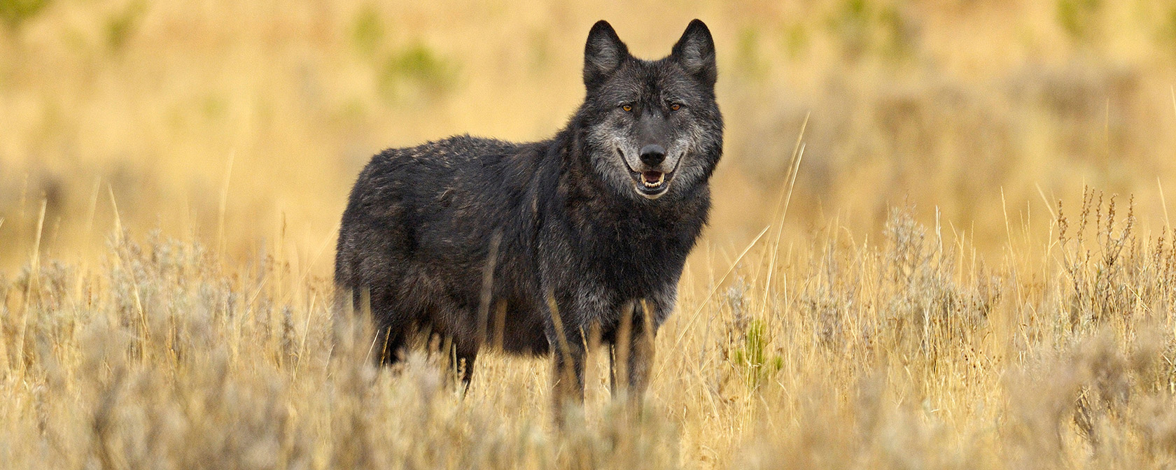 Breaking: We’re going to court to fight for wolves in the Northern Rocky Mountains
