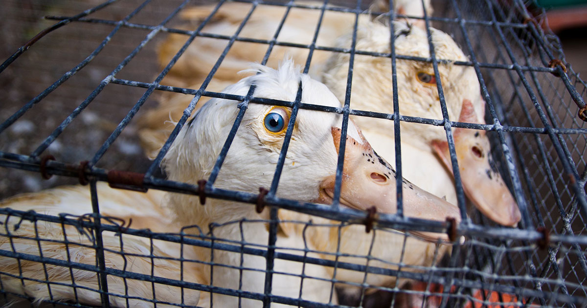 Campaign launched to ban foie gras sales in Ann Arbor, Michigan