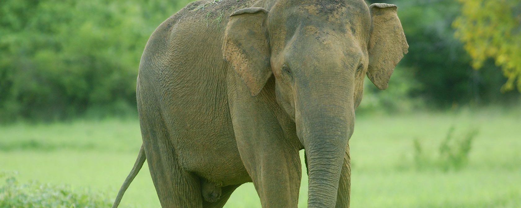 Elephant’s brief escape from circus in Montana underscores the urgency to end animal acts