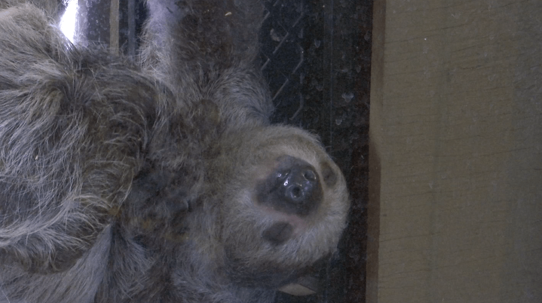 Helen the Sloth gets to work
