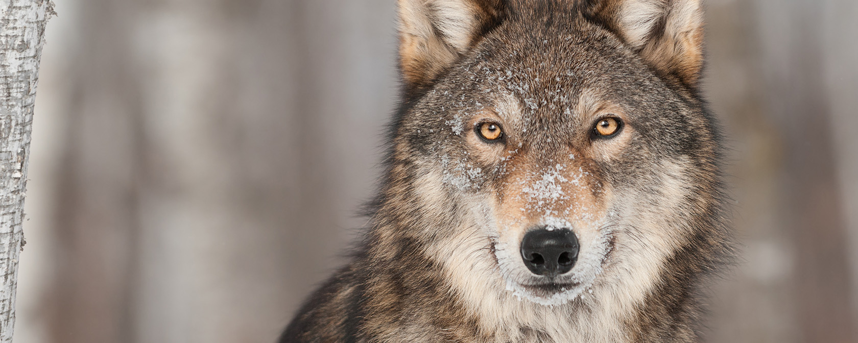 Horrific wolf killing in Wyoming shows urgent need for increased protections