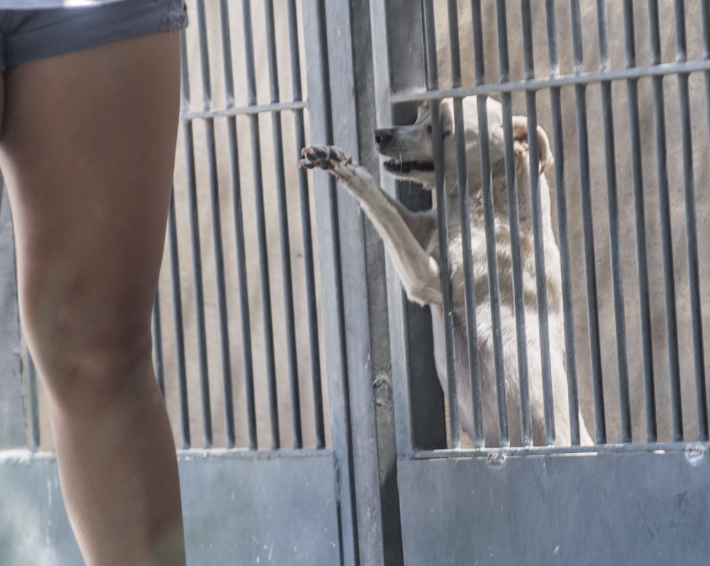 LA City Council committee OKs temporary halt on animal breeding permits – Daily News