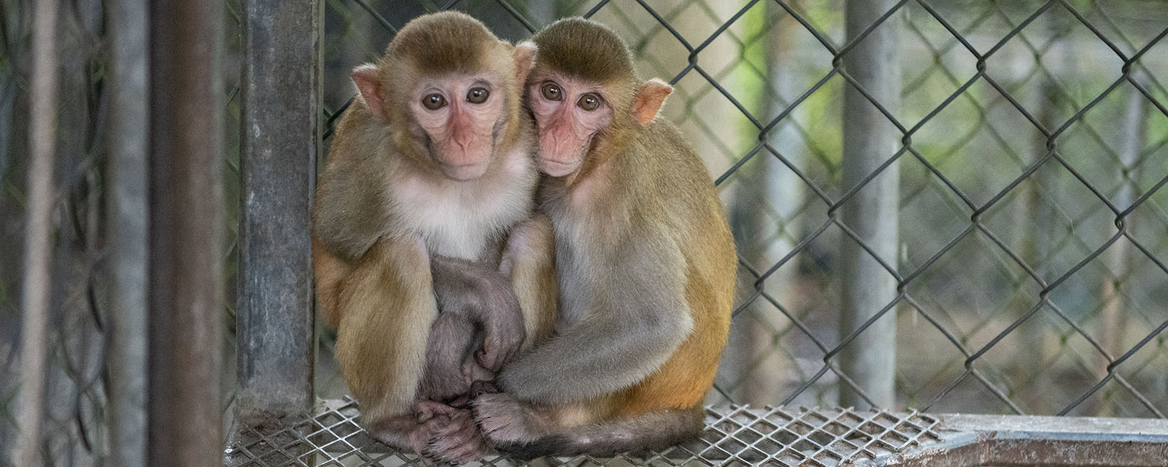 Our fight against expanded use of monkeys in research heats up