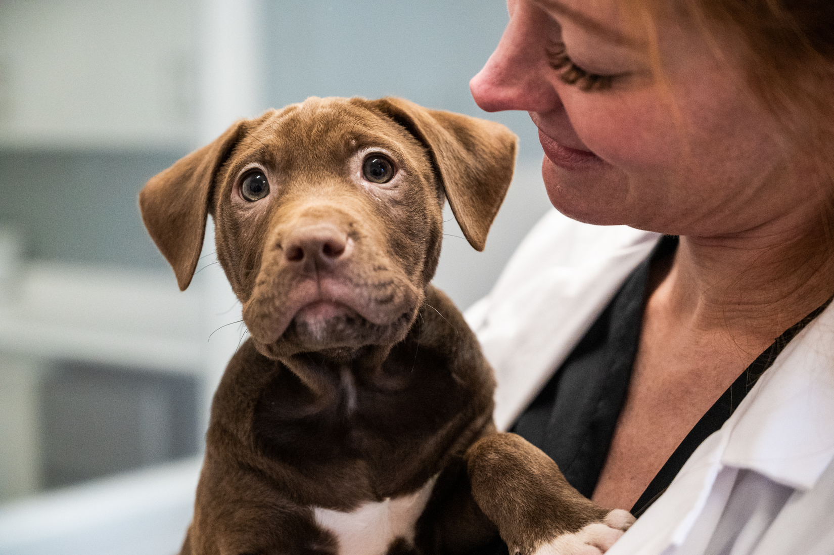 PAWS Chicago Launches Crisis Fund To Reduce Animal Euthanasia At City Pound
