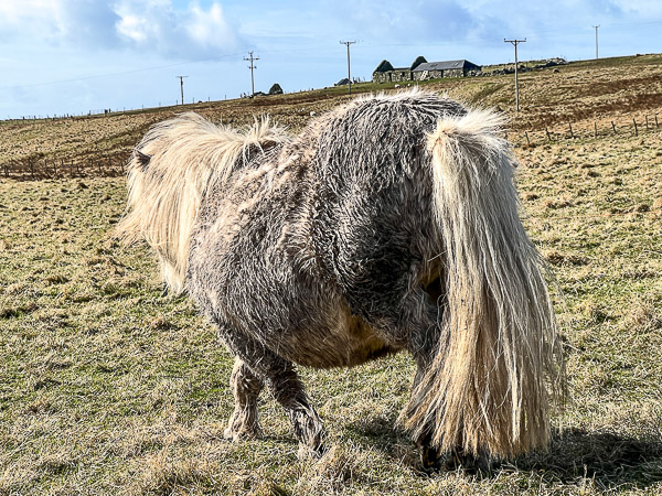 Rugs off, Rugs On | My Shetland